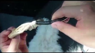 ZONGULDAK - Köpeğin yuttuğu çorap endoskopiyle çıkarıldı