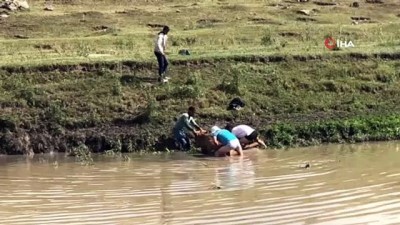 su -  Kars’ta bataklığa saplanan ineği vatandaşlar kurtardı Videosu