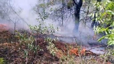 ormanli - MANİSA - Demirci'de ormanlık alanda yangın Videosu