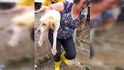 hayvan barinagi -  Sokak hayvanları selde boğulmaktan böyle kurtarıldı Videosu