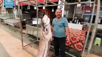uzunlu -  Baraj gölünde 3 metrelik yayın balığı yakaladı Videosu