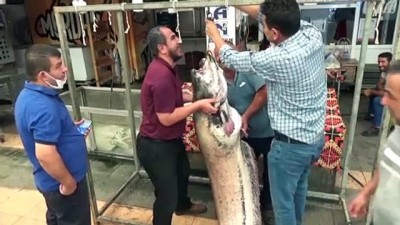 baraj goleti - KAHRAMANMAŞ - Baraj göletinde 130 kilogramlık yayın balığı yakalandı Videosu