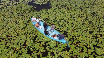 gurbetci - KONYA - Doğaseverlerin Beyşehir Gölü'ndeki nilüferlere ilgisi, tekne gezilerini artırdı Videosu