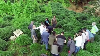RİZE - Tarım ve Orman Bakanı Bekir Pakdemirli, Rize'de çay topladı