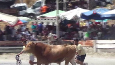 efes -  2 yıldır arenaya inemeyen boğalar nefesleri kesti Videosu