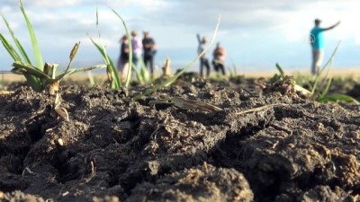 KARS - Ramsar Sözleşmesi kapsamında koruma altına alınan Kuyucuk Gölü kurudu (1)