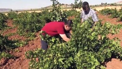 urus - KİLİS - 'Horoz karası' üzümü kuraklığa rağmen verimiyle üreticisini sevindirdi Videosu
