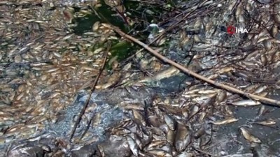  Su seviyesi düşen Asi Nehri'nde çok sayıda balık telef oldu