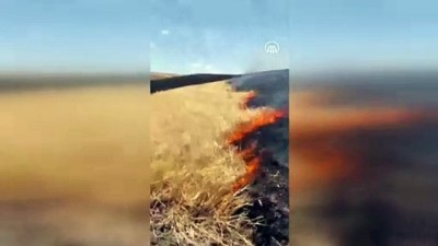 AĞRI - Tutak'ta çıkan yangında ekili alanlar zarar gördü