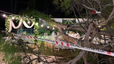 salar -  Antalya'da düğün sırasında ağaç devrildi: 1 ölü, 7 yaralı Videosu
