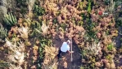 uzunlu -  Burçak hasadı geleneksel yöntemlerle yapıldı Videosu