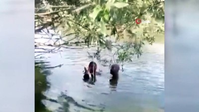 balik tutma -  Nehre daldı, elleriyle balık tuttu Videosu