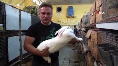 italya -  Öğretmenliği bıraktı, tavşan çiftliği kurdu Videosu