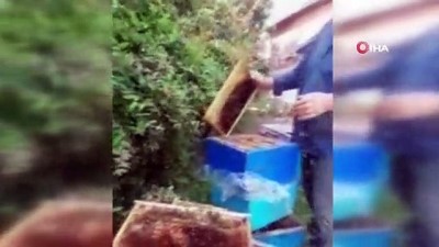 bag kur -  Ordulu ünlü bal üreticisi arılarla adeta dans ediyor Videosu