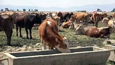 gunes enerjisi -  Tarım ve hayvancılığa sağlanan destekle hayvanlarda hastalığa rastlanmıyor Videosu