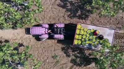 yagmur - AYDIN - Dünyaca ünlü Aydın incirinde hasat başladı Videosu