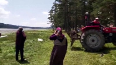 kursun - BOLU - Gölette silahla vurularak öldürülmüş ayı bulundu Videosu