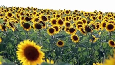 kultur turizmi - KARABÜK - Tarih ve kültür şehri Karabük'ten ayçiçeği üretimi ve 'agro turizm' atağı Videosu