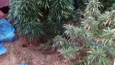 KİLİS - Evlerinin bahçesinde Hint keneviri yetiştirdikleri öne sürülen 2 zanlı tutuklandı