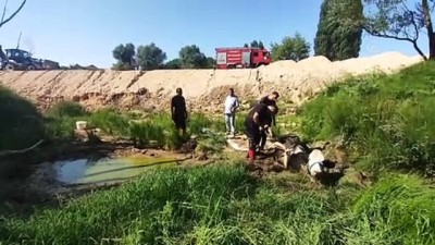 KOCAELİ - Bataklığa saplanan inek itfaiye ekiplerinin yardımıyla kurtarıldı