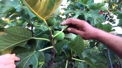 sifa deposu -  Kraliyet meyvesi Avrupa'ya gitmeye hazırlanırken dökülmeye başladı Videosu