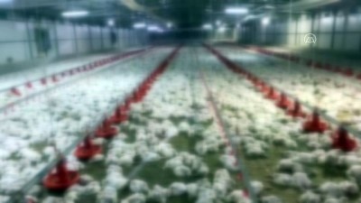 elektrik kesintisi - MALATYA - Jeneratörü bozulan çiftlikteki 35 bin tavuk telef oldu Videosu