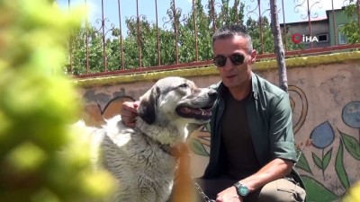 kopek -  Ölüme terk edilen köpekle engellilerin ‘Dost’luğu devam ediyor Videosu