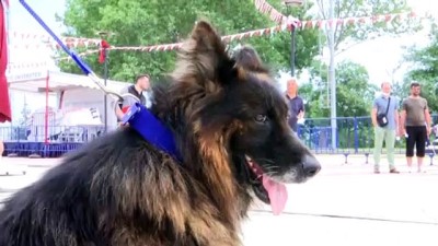 psikoloji - SAMSUN - 'Köpek Eğitmenliği Eğitimi Sertifika Kursu' düzenlendi Videosu