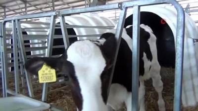 sut uretimi -  Tavşanlı'da Türkiye’ye örnek olacak modern süt sığırcılığı tesisi Videosu