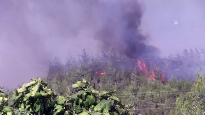ADANA - Çukurova'da çıkan orman yangınına müdahale ediliyor (2)