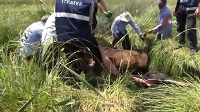 mahsur kaldi -  Bataklığa saplanan ineği itfaiye ekipleri kurtardı Videosu