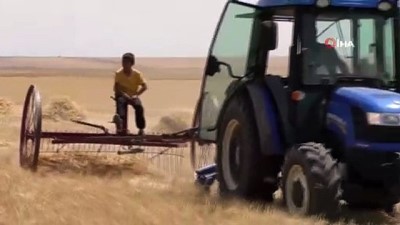  Kuraklığın vurduğu Kars’ta çiftçilerin hasat mesaisi başladı