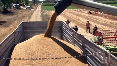 kirac -  Buğday rekoltesinde büyük düşüş Videosu