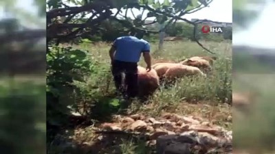 zabita -  Koyunları kaybolan çiftçinin yardımına Gemlik Zabıtası koştu Videosu