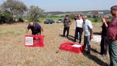  Manyas’ta Kınalı keklikler doğaya salındı