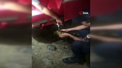 ormanli -  Orman yangınının ortasında kalan kaplumbağaya jandarma eli Videosu