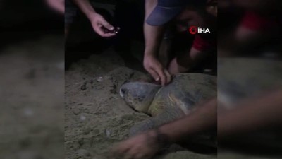 bulduk -  Boynuna ip dolanan caretta carettayı cam parçası ile kurtardılar Videosu