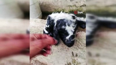 keci -  Bursa'da çift başlı kuzu şaşkınlığı Videosu