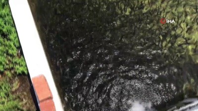 gokkusagi -  Kazdağları’nın soğuk sularında alabalık yetiştiriyorlar Videosu