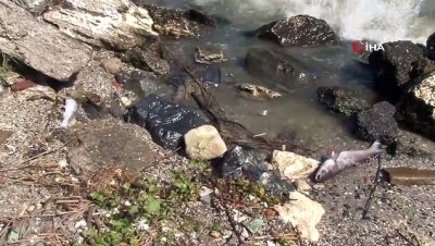 olu balik -  Küçükçekmece Gölü sahiline ölü balıklar vurdu Videosu