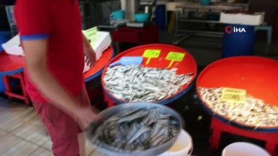 toptanci hali -  Müsilaj en çok martılara yaradı...  Marmara'nın balıkları martılara yem oluyor Videosu