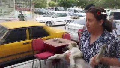 hayvan barinagi -  Araba çarpması sonucu yaralanan yavru köpeği kucağına alarak veterinere koşturdu Videosu