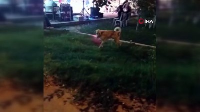 ilginc goruntu -  Düğün müziğine kapılan köpek böyle dans etti Videosu