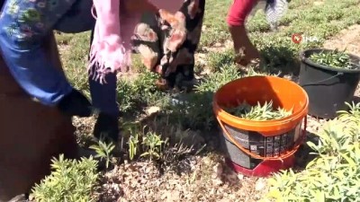 endemik -  Kütahya'da Adaçayı hasadı başladı Videosu