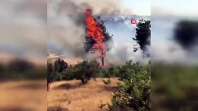  Milas'da orman yangını çıktı