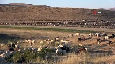 hayvancilik -  Muş’ta 3 ayı yaylada geçiren çiftçiler köylerine dönmeye başladı Videosu