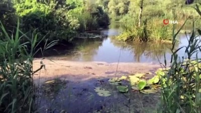 turist -  'Saklı cennet 'Acarlar Longozu’nu besleyen dere siyaha büründü Videosu