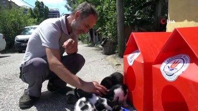 sokak hayvanlari -  Kağıthane’de yavru kediler için seferber olundu Videosu
