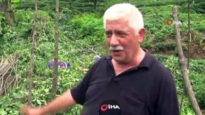 soguk alginligi -  Kilosu 500 lirayı bulan ıhlamurun hasadına başlandı Videosu