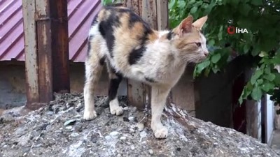 sokak kedisi -  3 ayaklı kedi 2 ayaklı yavru doğurdu Videosu